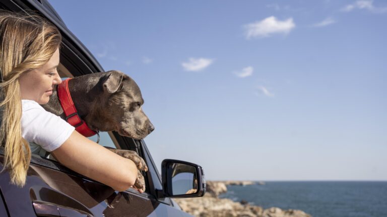 Traveling with Your Pet: Tips for a Smooth Journey